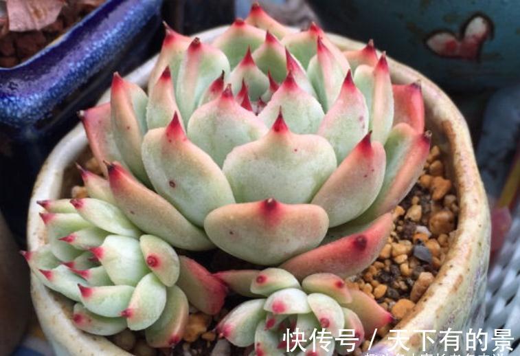 叶展|多肉吉娃娃株型小巧，单头最多10厘米左右，想翻盆秋天正是时候