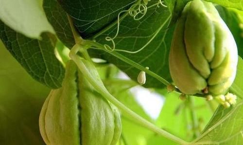 排毒养颜|秋季养生推荐常吃以下食物，清肝明目，健脑益智，增强免疫力