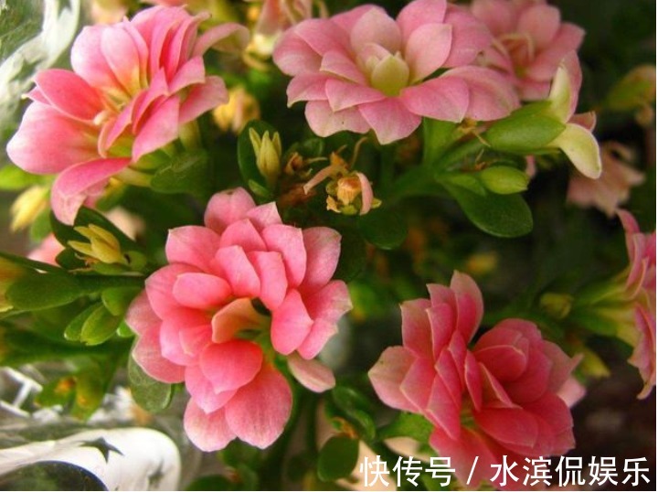 喜冷花|“2种喜冷花”养客厅,0℃也能开爆盆,秋冬就选它,好养易爆盆!