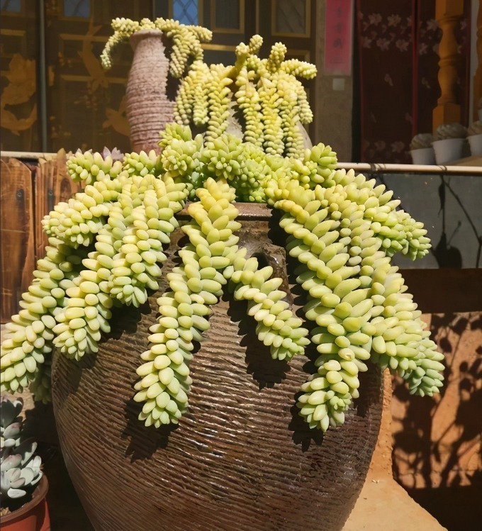 旧坛|十多年前的老坛子,收集起来打孔改造,用来种多肉可不是一般的美