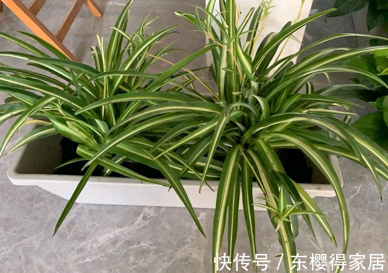 紫茉莉|秋天养金边吊兰，做好两件小事，更加肥壮旺盛，大不一样