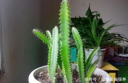 吃水果时，籽别扔，一个一个摆盆里，15天就发芽，养好了能结果！