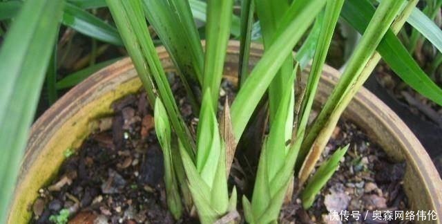 肥效|兰花盆土加点“万能肥料”,用对方法,可能真的10年不需要施肥