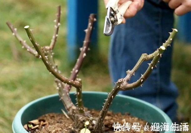 枝条|养月季，不可偷懒，牢记“2件事”，开花不断，花期久