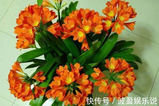 君子兰|花盆底下埋上它,君子兰蟹爪兰叶片肥厚绿油油,非常漂亮