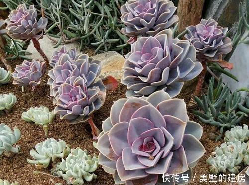 养多肉紫珍珠,教你3个小技巧,养成漂亮老桩,时间缩短2倍!