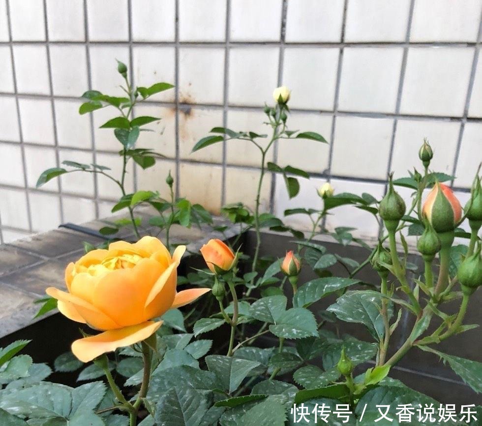 开花|这“4种花”,一年四季开花,非常好养活,非常“爱开花”