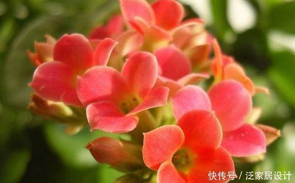 4种花高贵优雅,看了就让人沉醉,养庭院,十里飘香