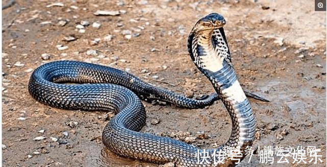 老翁@松花湖畔有龙蛇！神秘老翁讲述日伪时期他四次惊遇龙蛇的奇遇