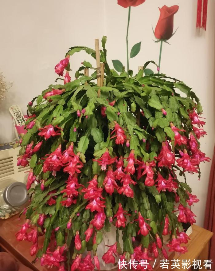 叶片|蟹爪兰度夏后叶片又薄又蔫，3招养厚叶片，秋花砰砰开爆盆！