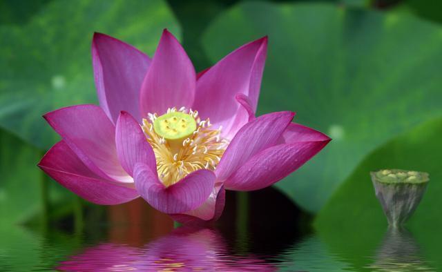 月季花|夏季养花的3个误区，来了解一下，别夏季还没结束，就剩下空盆了