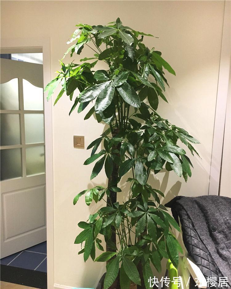 7种健康花，建议至少养一盆，格调高净化能力强，很实用