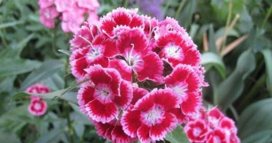 种子发芽温度|养花却不知道什么时候播种,看了此个就知道了