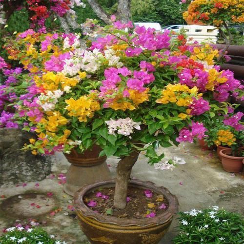 室内养花需要注意什么?初为新手,将这5点做到位就好