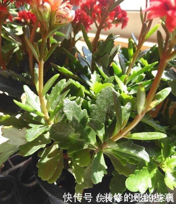 让长寿花开花,做好“两点”,叶子又绿又壮,花苞多开花快