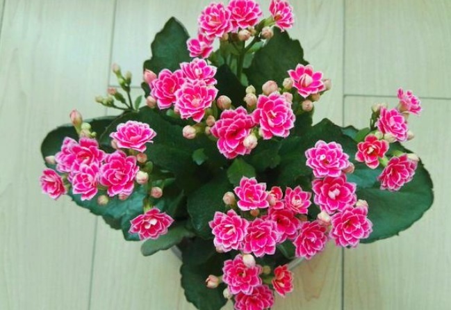 此花典型的“寿星花”,漂亮又喜庆,而且耐寒好养,居家养花首选