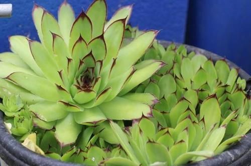 到了冬天,就对多肉不管不问?处理好3点,嗖嗖往外冒侧芽