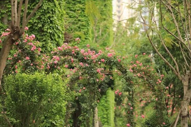 50多个品种！成都“高颜值”月季上街了