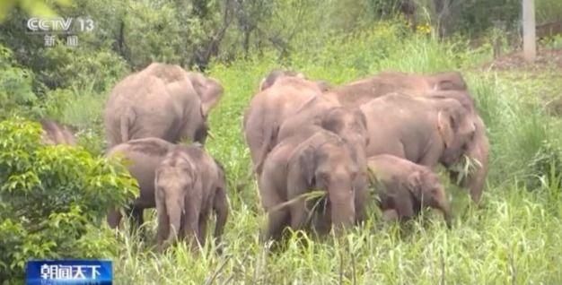 象群|大象“旅行团”的出发地环境如何？卫星视角带你看