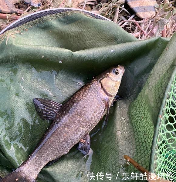 体型|安徽钓鱼人耗费近两千元打窝，钓起“茨河鱼王”，体型堪比成年人