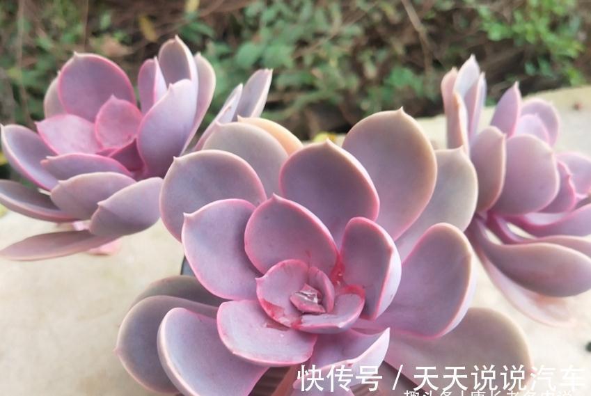 老肉友给新手的建议:刚栽种的多肉先别放铺面石,其中原因有两个