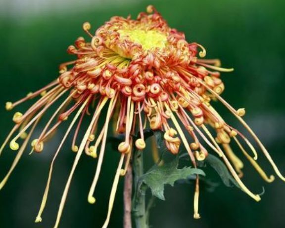 平时养盆蝴蝶草,有枝必有花,花多易爆盆,养在阳台变温馨花园