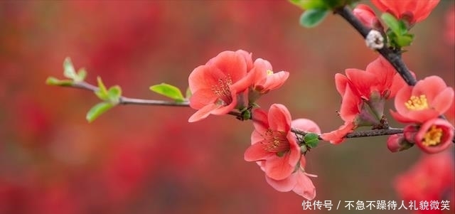海棠经雨胭脂透|行走在浅夏，看繁花如梦，一路芳华
