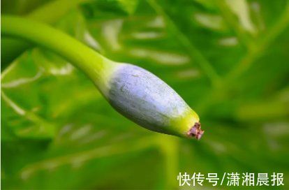 芋头|误把滴水观音当“野芋头”接连两人中毒入院