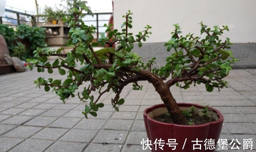 多注意这5点,金枝玉叶养成老桩,操作简单、成功率高