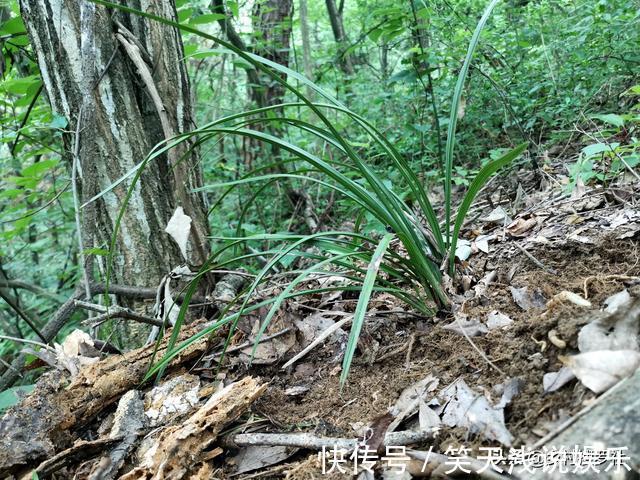 比松树皮更好的兰花植料,生根快、发芽壮,更适合兰菌滋生