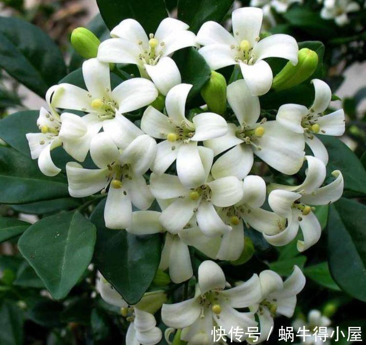 4种花盛开时繁花似锦,花色艳花量大,美轮美奂