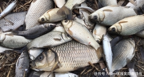  鲫鱼|香蕉钓鱼？香蕉切片后用来做饵，结果有点意外，鲤鱼鲫鱼都有