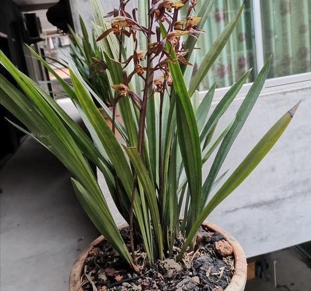 陷阱|兰花的四个“大误区”，看似有道理，实则很陷阱，别被人忽悠了