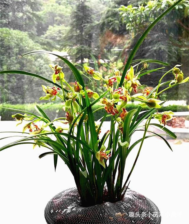 梨山|这款兰花，拥有狮子般的“威严”，也有呆萌的外表，值得入手赏玩