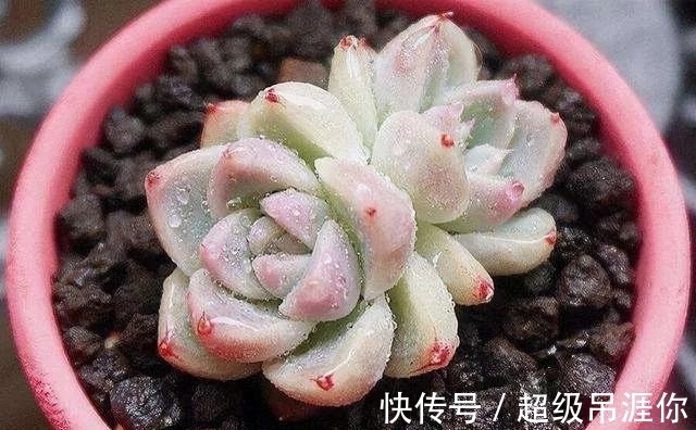 佳人|多肉佳丽何止三千,不如养棵阿尔巴佳人,足以艳压群芳