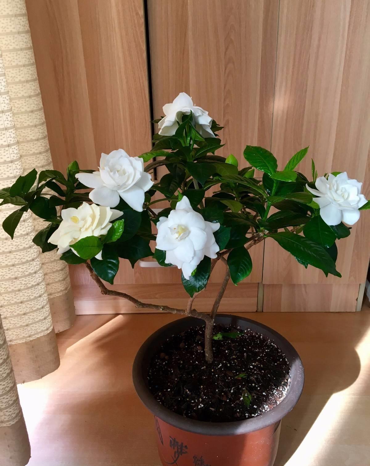 植株|栀子花好养吗?有方法就不难,现在教大家玩转