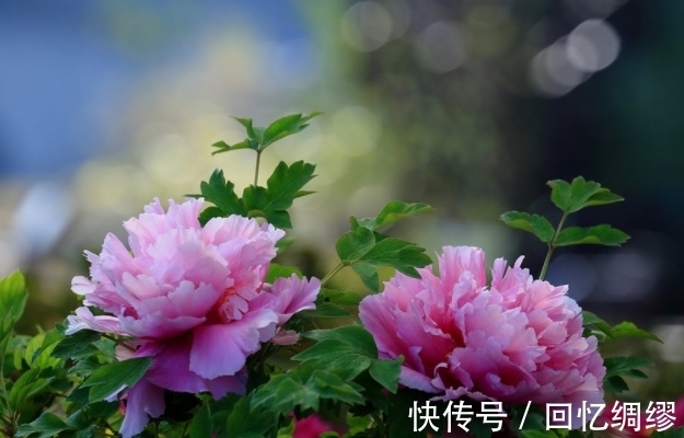 天后|2天后,目标明确,不畏艰险,贵人相助,梦想成真,升职加薪