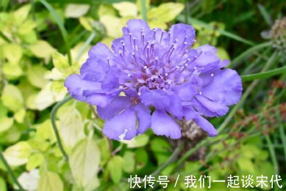 仙气十足|此款木本花卉,花开媲美牡丹,仙气十足,花香怡人,堪称盆栽佳品