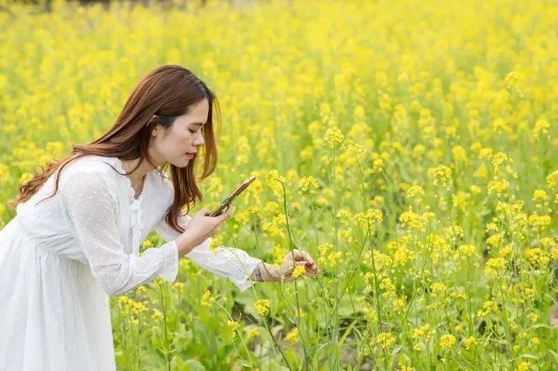 新兴这片盛开的油菜花海超美，快去打卡影靓相！