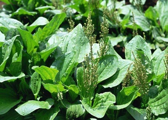 草本植物|乡间路上都是车前草，属于一种绿色草本植物，对人体有什么好处