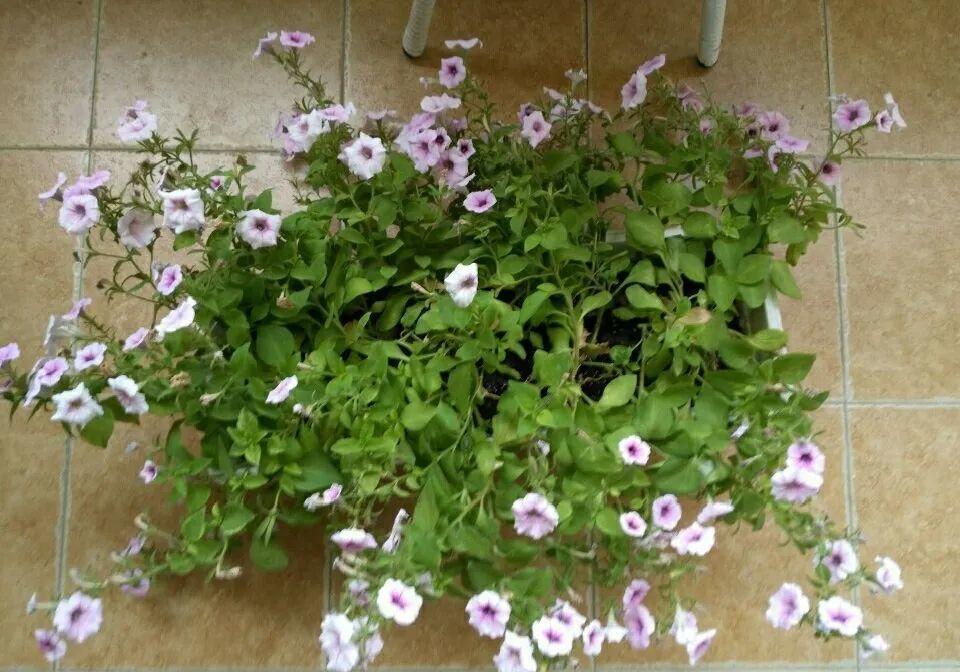 叶子|20种花，天凉了赶紧剪，来年开花有多又艳！