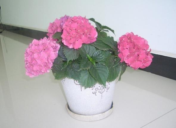 小苏打养花的3大好处,改良土壤、除臭、延长花期,你全懂吗