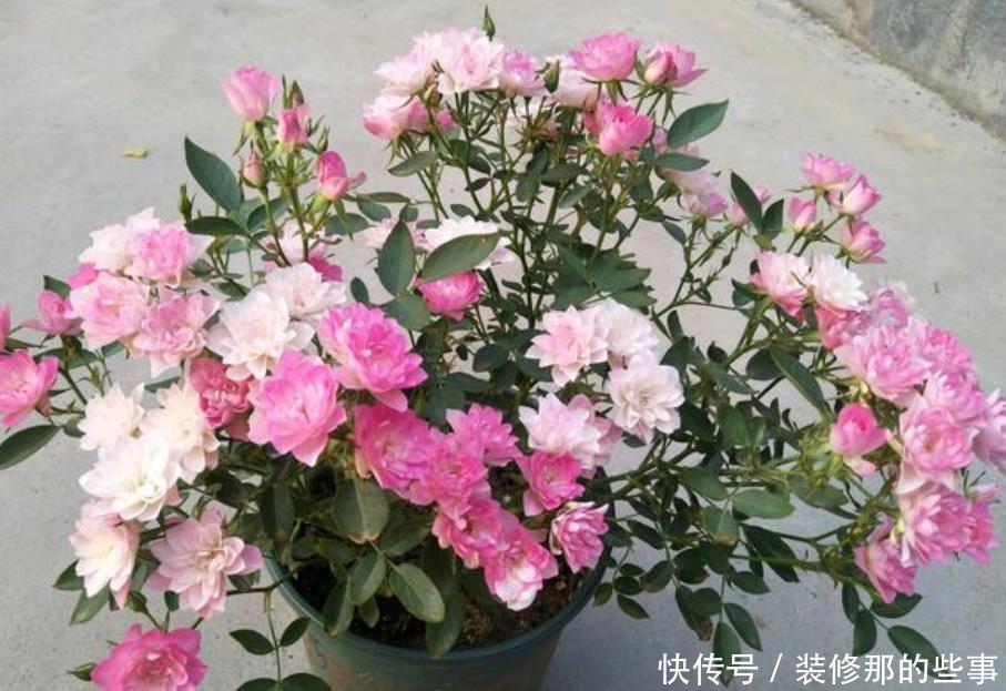 5种花是爆盆“能手”,开起花来“拦”不住,花期长,家中必备!