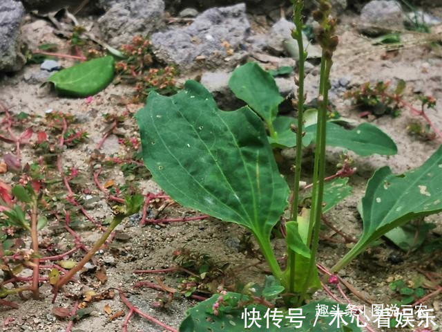 猪耳朵|农村有一种不起眼的野草,叶子与猪耳朵相似,市场售价5元一斤