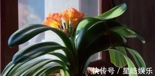 君子兰长势差,都怪盆底没有养花肥,两种料加进去呼呼长新叶开花