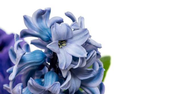 休眠期|夏天会假死的几种花,叶片枯萎也不要扔,养到秋天就能恢复生长