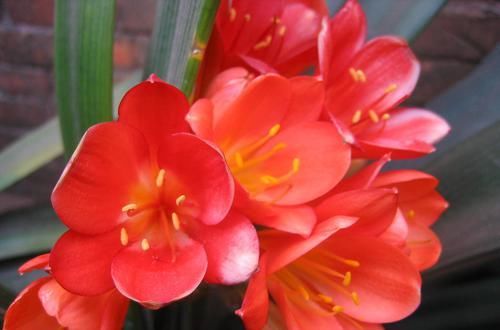  大难|君子兰开花有两大难，十年养花“干货”帮你完美解决