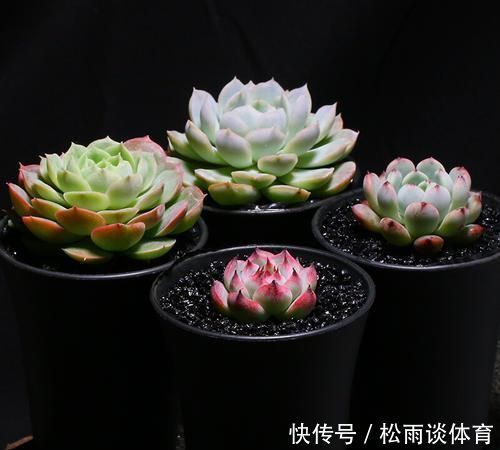 植物|养花小技巧:阳台养多肉,3样东西真鸡肋,新手还抢着买