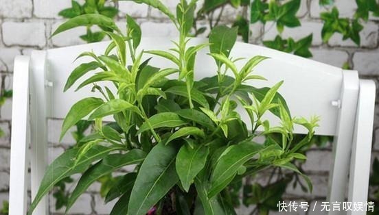 浇水|别浇水了，花都是被你浇死的！老园丁教你几招，家里花草轻松爆盆