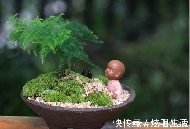 文竹|养文竹浇水要小心，注意3个方法，不黄叶、不烂根，蹭蹭长